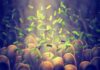 Green bacteria among intestine lining cells, microscopic view