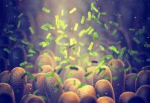Green bacteria among intestine lining cells, microscopic view