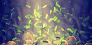 Green bacteria among intestine lining cells, microscopic view