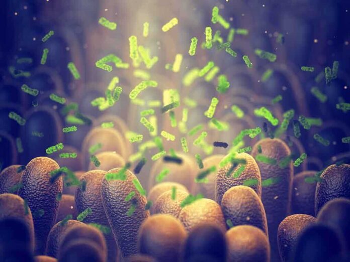 1495084595 featured image Green bacteria among intestine lining cells, microscopic view