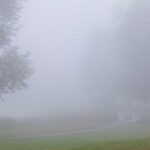 Foggy landscape with trees and a path