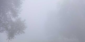 Foggy landscape with trees and a path