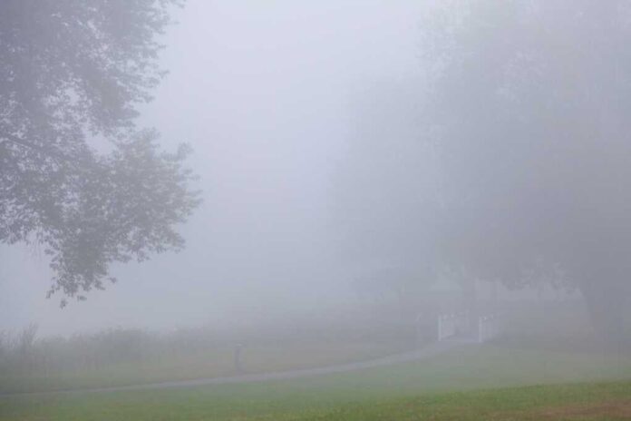 shutterstock_2495221843.jpg featured image Foggy landscape with trees and a path