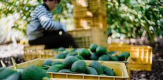 Crates of avocados with person in background