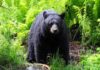 bear