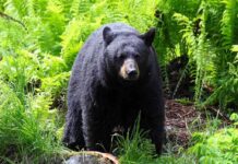 bear