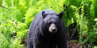 bear