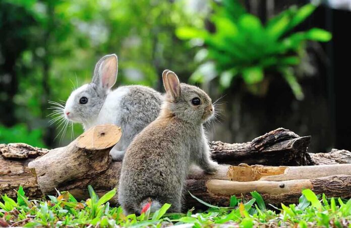Two rabbits sitting on grass near wooden logs