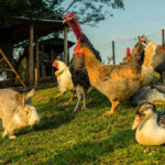 Camel Kills Owner — Shocking Exotic Pet Danger Rabbit and various birds on the farm grass
