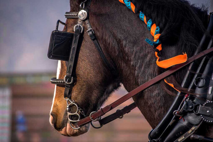 Horse with colorful braids and bridle, side profile.