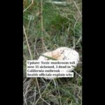 Toxic mushrooms sicken 35, kill 3 in California outbreak. 'This