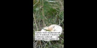 Toxic mushrooms sicken 35, kill 3 in California outbreak. 'This