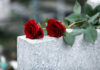 Hollywood Stunned: Beloved ICON is GONE Red roses on a gray stone surface.
