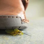 Trump’s DREAM CRUSHED — Who’s Behind The LOSS A close-up view of a shoe hovering over a green insect