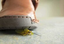 Trump’s DREAM CRUSHED — Who’s Behind The LOSS A close-up view of a shoe hovering over a green insect