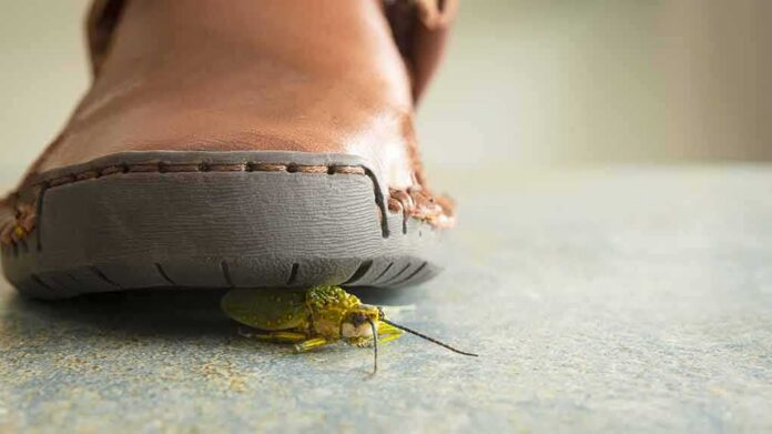 A close-up view of a shoe hovering over a green insect