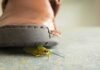 A close-up view of a shoe hovering over a green insect