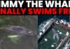 Humpback Whale Timmy Swims Free After Weeks Stranded in