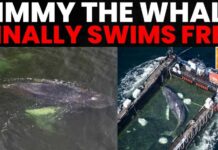 Humpback Whale Timmy Swims Free After Weeks Stranded in