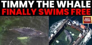 Humpback Whale Timmy Swims Free After Weeks Stranded in