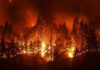 Holy Land Arson Spree — Christians Terrified Forest engulfed in intense wildfire at night.