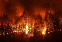 Holy Land Arson Spree — Christians Terrified Forest engulfed in intense wildfire at night.