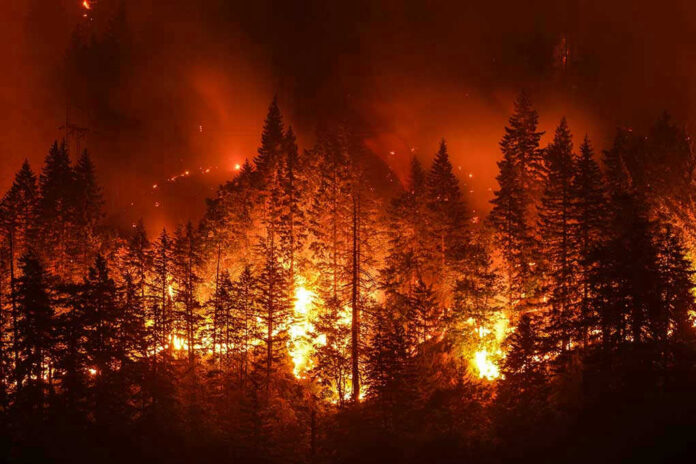 710588278-1 Forest engulfed in intense wildfire at night.