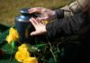 Hands touching a blue cremation urn beside yellow roses