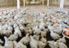 Broiler chickens crowded in a large indoor poultry barn