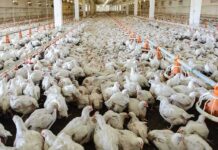 Broiler chickens crowded in a large indoor poultry barn