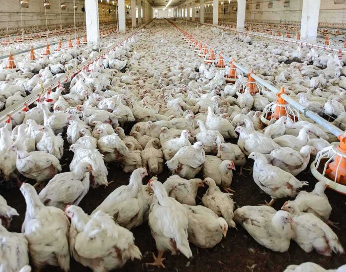 shutterstock_246455866 Broiler chickens crowded in a large indoor poultry barn