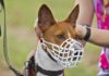 Basenji dog wearing a white muzzle outdoors