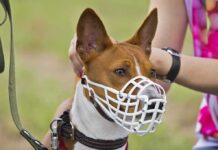 Florida Dog Tape Sparks Felony Firestorm Basenji dog wearing a white muzzle outdoors
