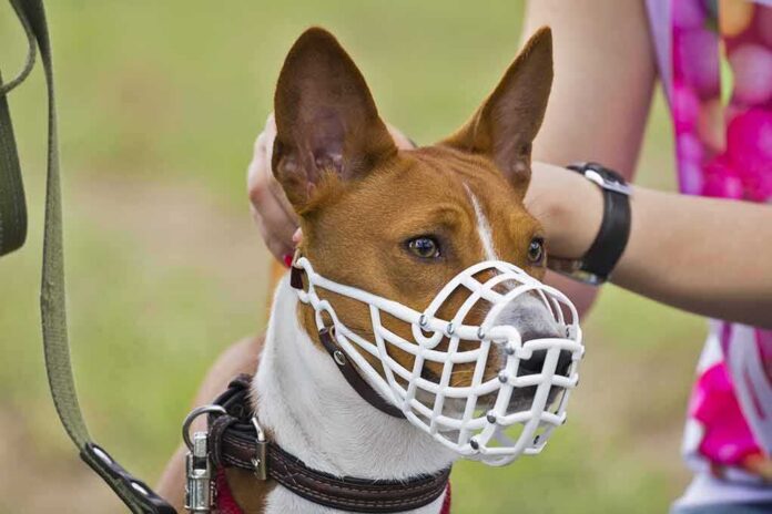 Basenji dog wearing a white muzzle outdoors