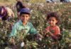 Viral Clip Warps 200 Years Of Cotton children in a cotton field
