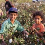 Viral Clip Warps 200 Years Of Cotton children in a cotton field
