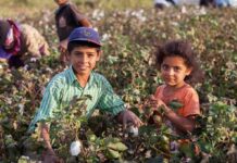 Viral Clip Warps 200 Years Of Cotton children in a cotton field