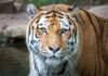 Tiger close-up in shallow water