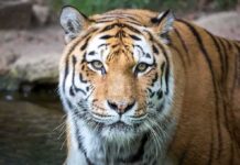 Deadly Tiger Encounter Shuts Park Cold Tiger close-up in shallow water